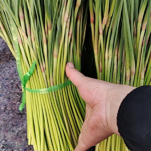 邳州市邳州蒜薹大蒜