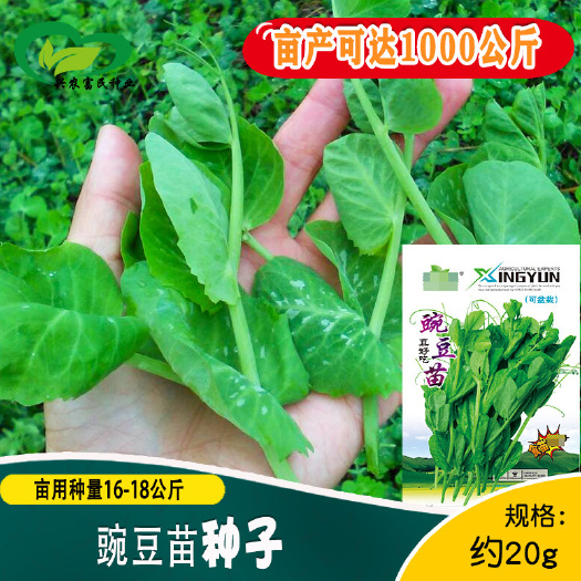 鲜嫩无须豌豆苗种子四季农田菜园芽芽菜豆苗种籽纤维少清香豌豆籽
