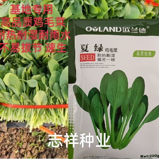 华容县基地专用欧兰德夏绿鸡毛菜种子籽杂交耐湿热耐雨水四季种小白菜籽