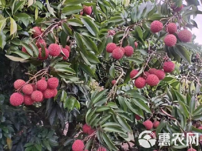 品种：桂味（桂花香）