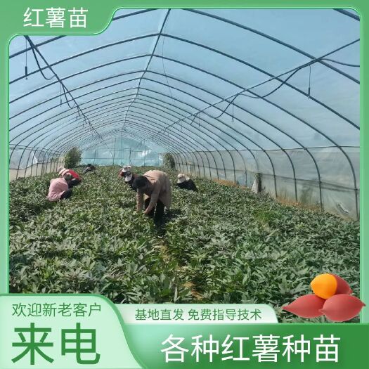 民权县烟25红薯种红薯苗脱毒烟25红薯苗产地直发量大从优保证质量