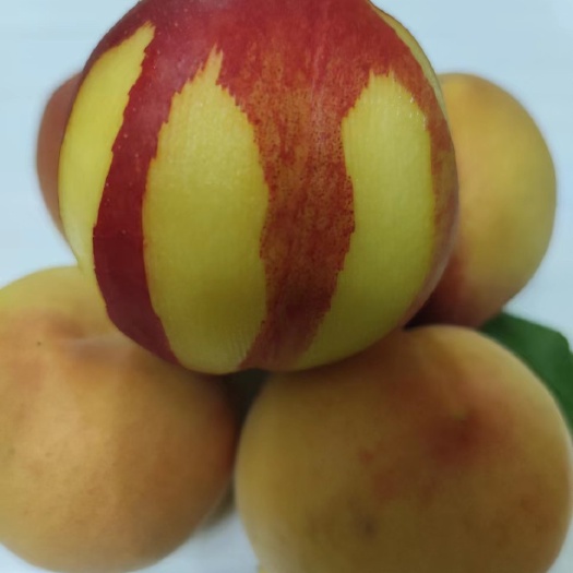 简阳市黄桃