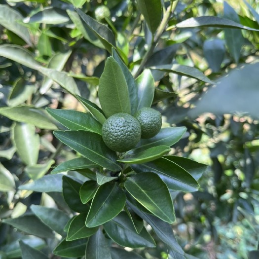 江门新会茶坑柑