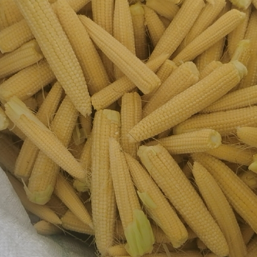 徐闻县玉米笋