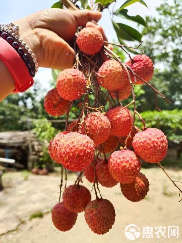 品种：桂味（桂花香）