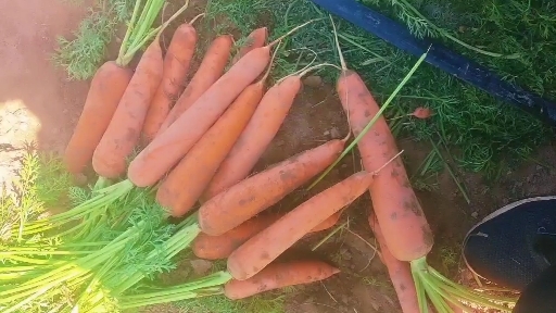 朔州山西萝卜大量上市，需要联系