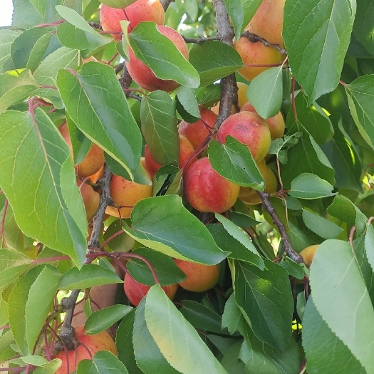 宁县宁县大曹杏
