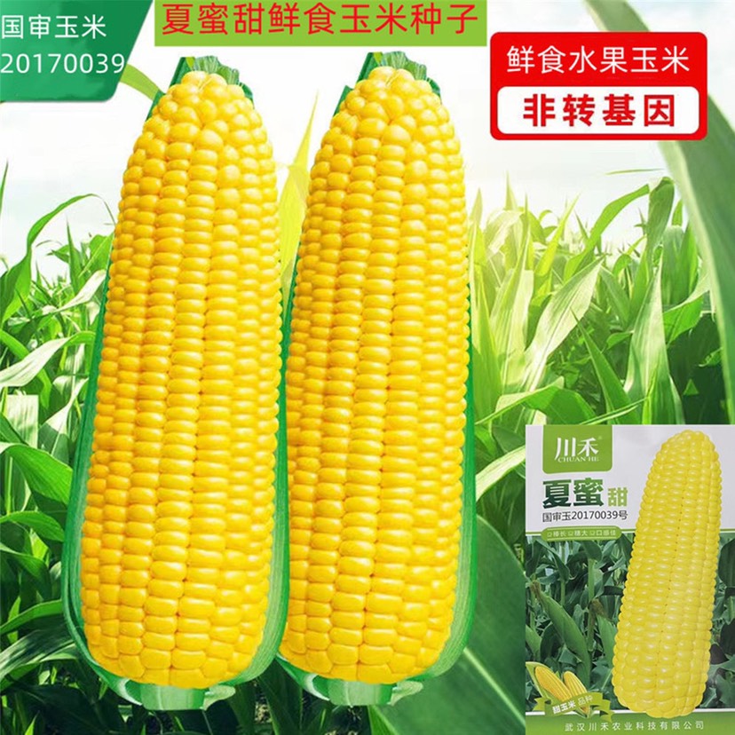 祁东县夏蜜甜水果玉米种子国审鲜食水果玉米种籽大田种植品种
