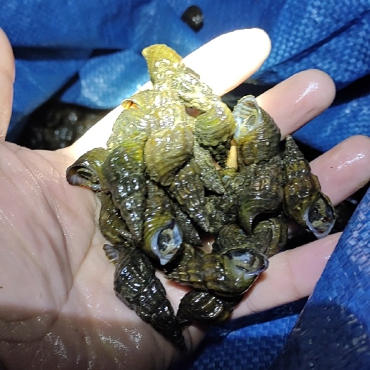 柳州长期纽螺出售