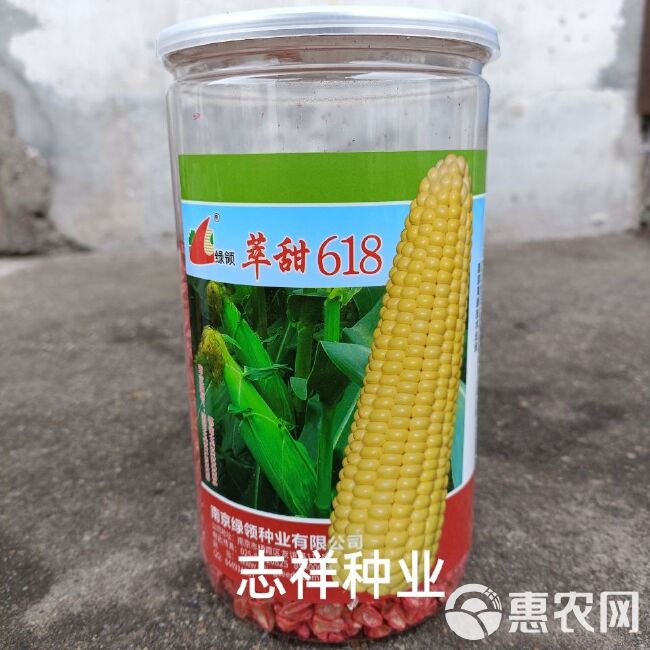 南京绿领萃甜618水果玉米种子鲜食大棒型黄甜玉米450克罐装