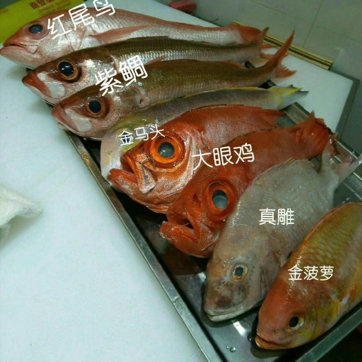 黄鸡，红友鱼，金石蚌(各类刺身深海鱼)