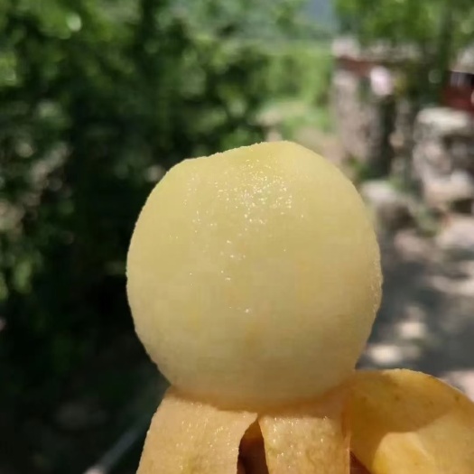 仙居县白玉枇杷大量上市了
