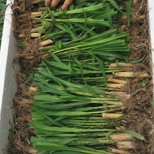 罗甸县新品高产皇竹草种苗耐旱耐寒巨菌草苗红象草苗牧草