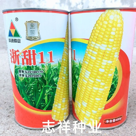 华容县国审双色水果玉米种子浙甜11鲜食玉米大棒甜玉米脆甜多汁大田