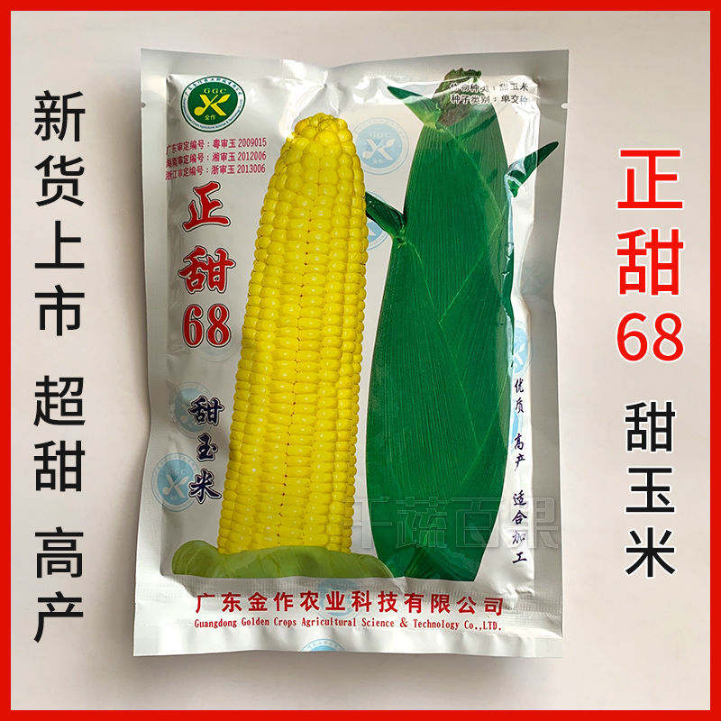 华容县水果玉米种正甜68甜玉米种子 皮薄优质高产适合加工春秋播种