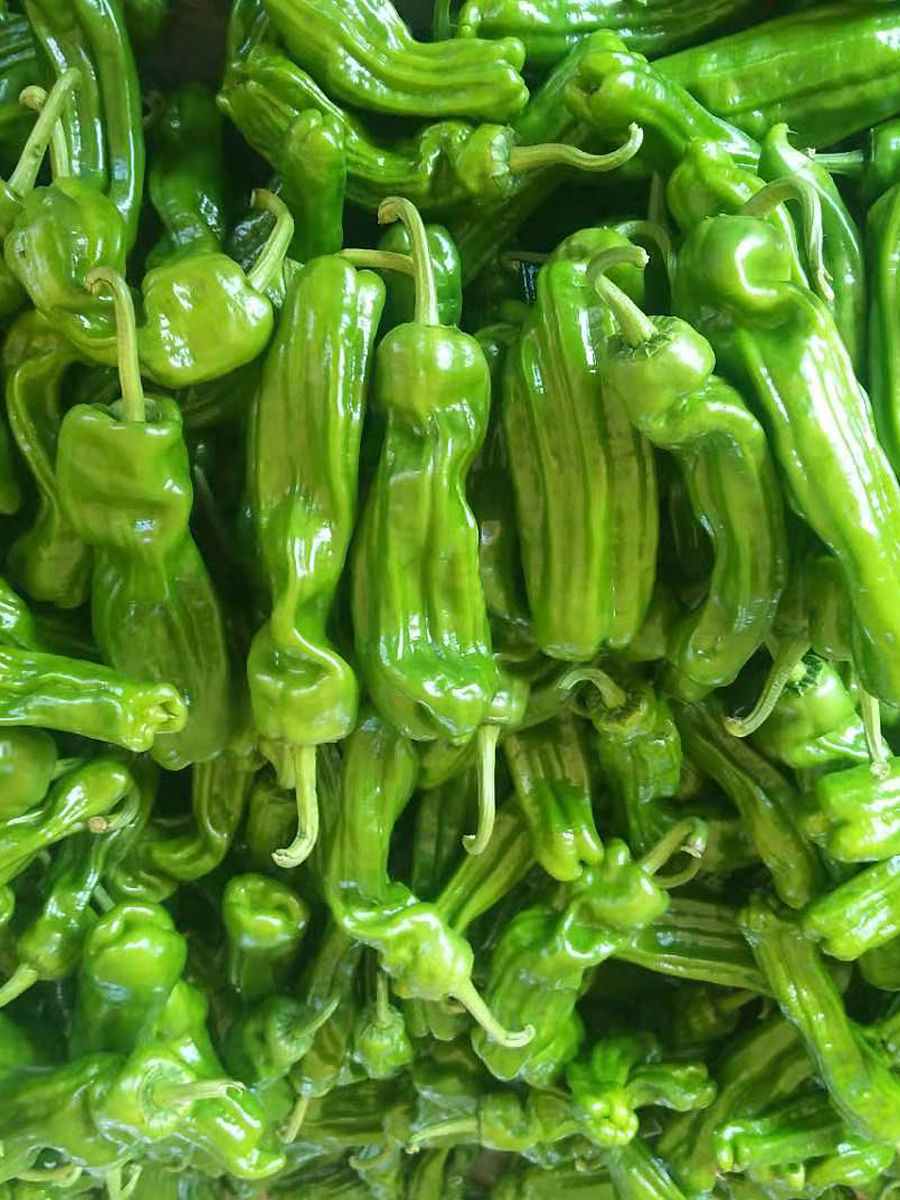 《精品货》芜湖椒，一手货源，产地直发