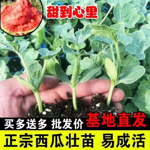 桂东县8424西瓜苗 美都嫁接西瓜苗 抗重茬 根系发达 破损包赔