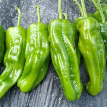 《精品货》芜湖椒，一手货源，产地直发