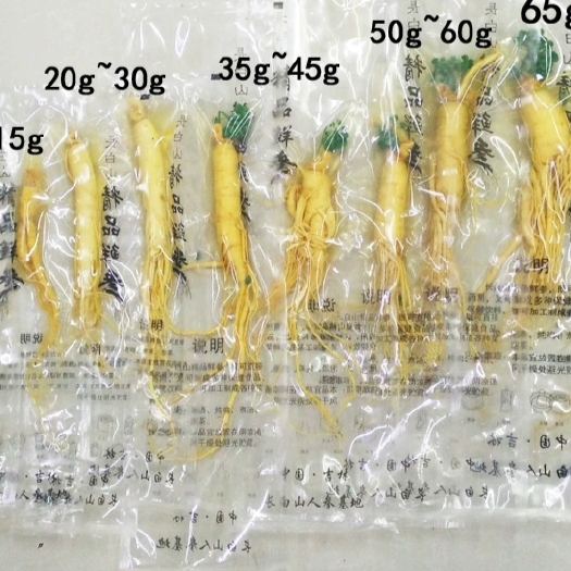 抚松县【保鲜人参】长白山保鲜参批发独立包装新鲜人参厂家直销煲汤煮粥