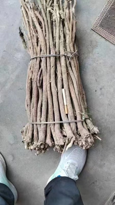 黄芪
