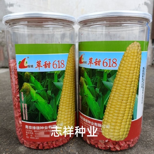 华容县南京绿领萃甜618水果玉米种子鲜食大棒型黄甜玉米450克罐装