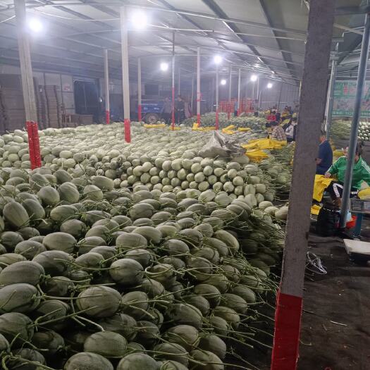 寿光市小蜜25号哈密瓜晓蜜25号哈蜜瓜量大3斤一7斤口感好皮白网好