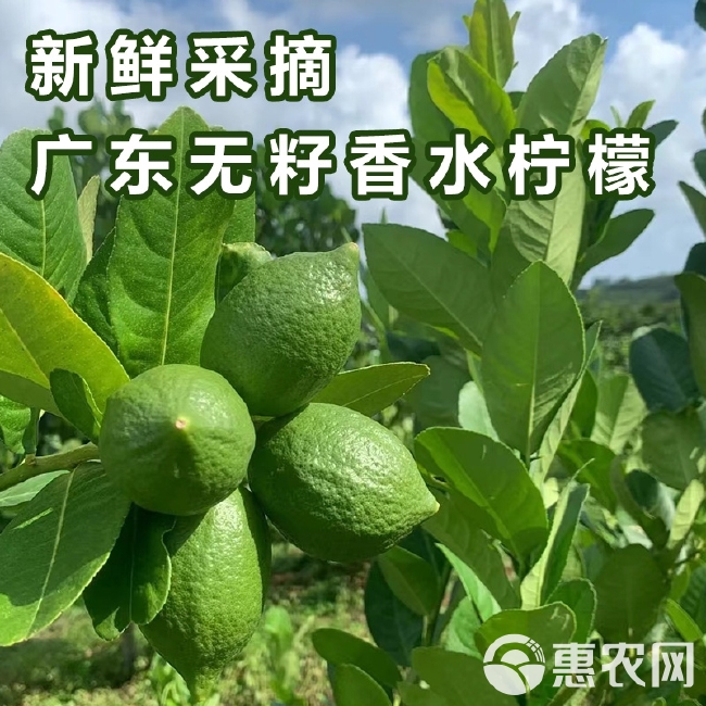 广东香水无籽柠檬爆香皮薄多汁现摘现发