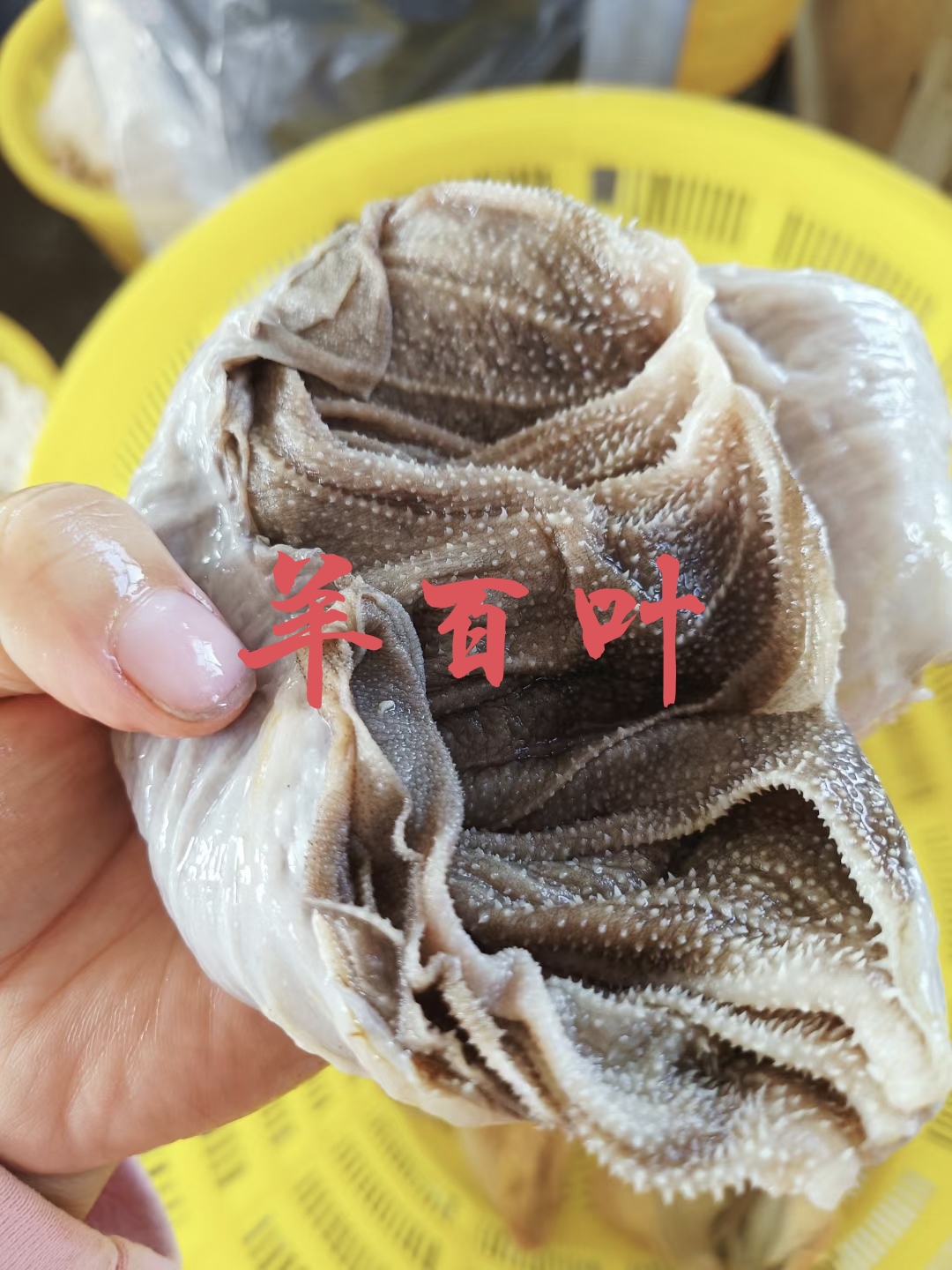 锡林浩特【羊百叶】绵羊的百叶不掉毛！新鲜速冻箱装！涮锅拌炒干锅均可！