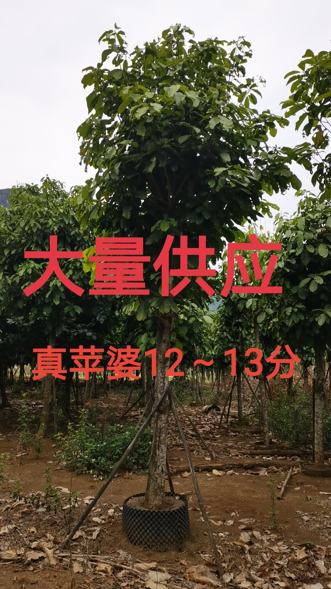 真苹婆12～13分大量供应中