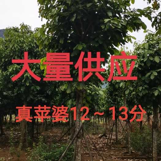 真苹婆12～13分大量供应中