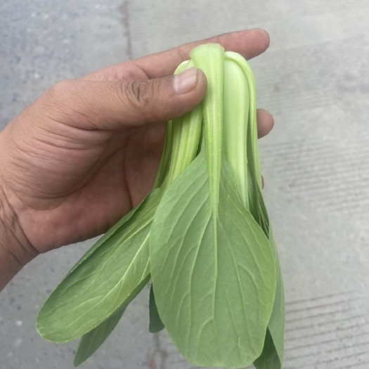 上海青  蔬菜基地种植直供各种蔬菜食堂菜，物美价廉