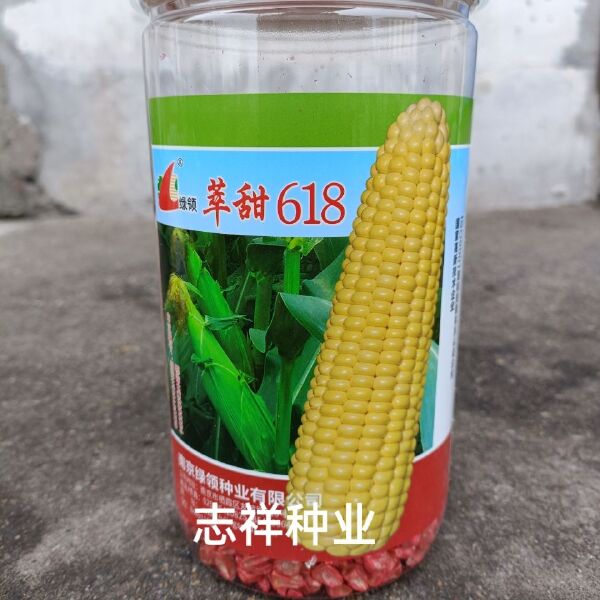 南京绿领萃甜618水果玉米种子鲜食大棒型黄甜玉米450克罐装