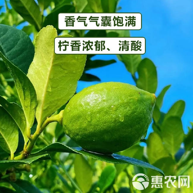 广东香水无籽柠檬爆香皮薄多汁现摘现发