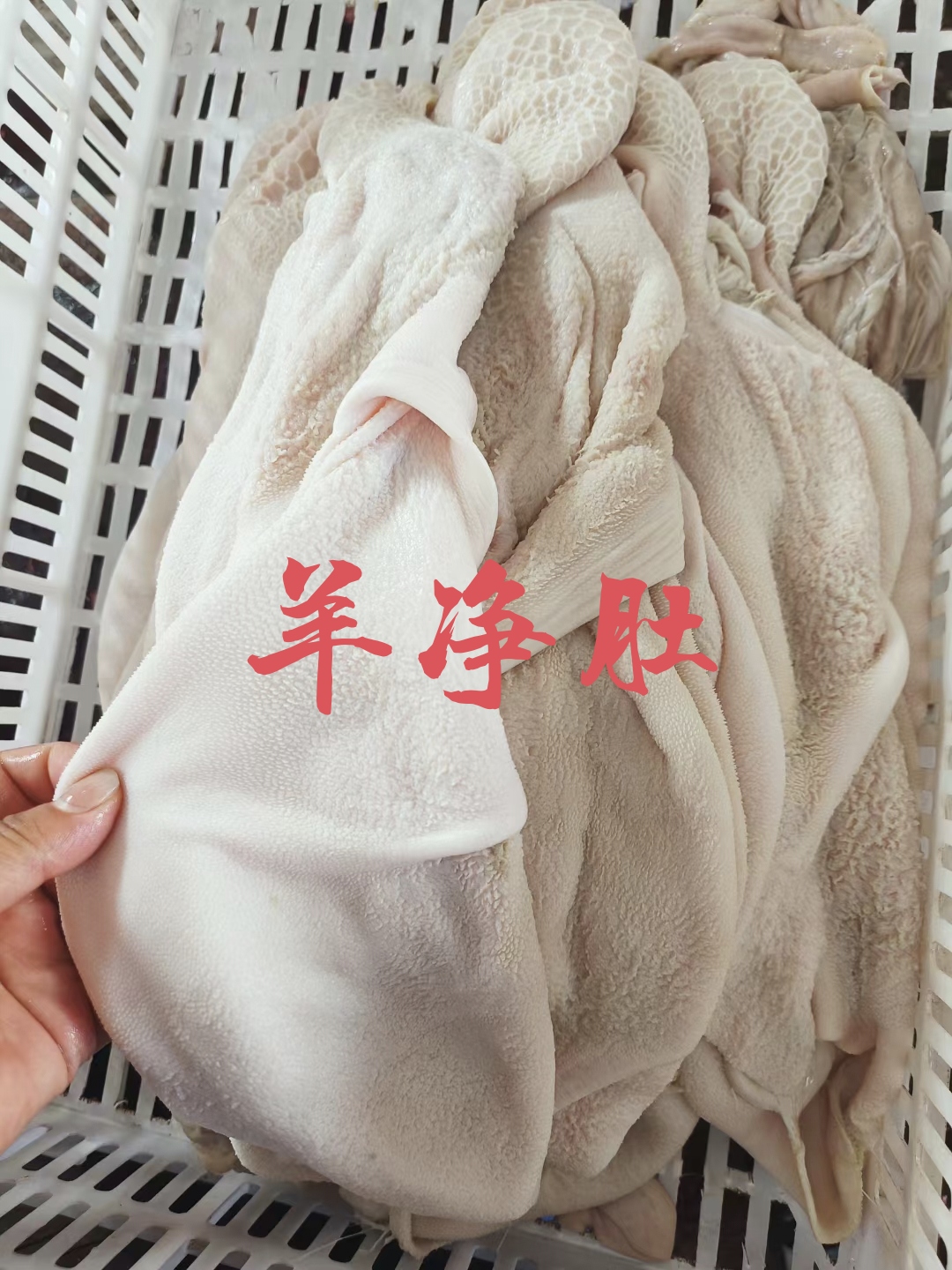 锡林浩特【羊净肚】当地绵羊的生的免洗！一手货源产地直发！