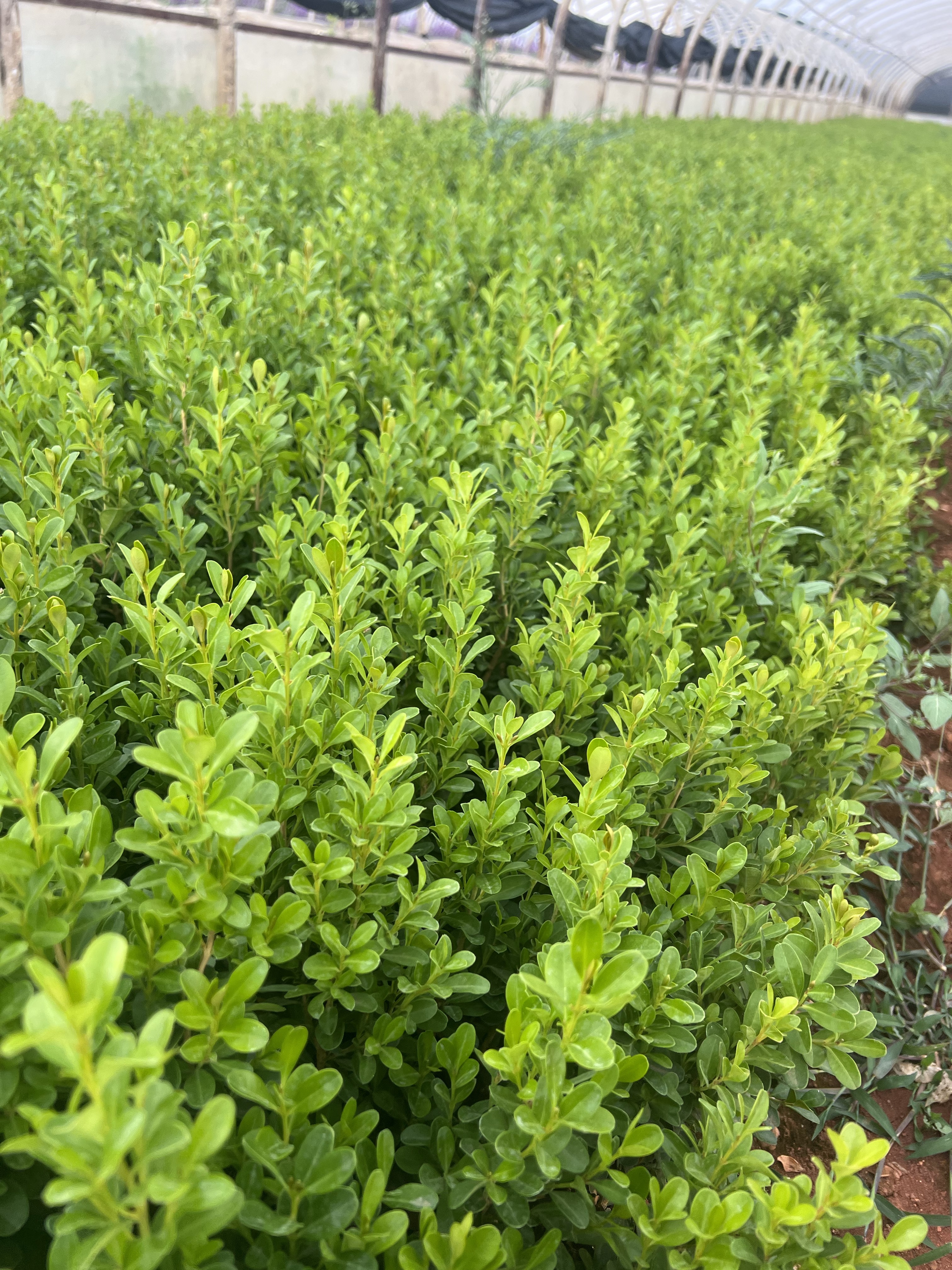 宜良县小叶黄杨  产地直供 自产自销  苗木花卉 工程对接量大从优
