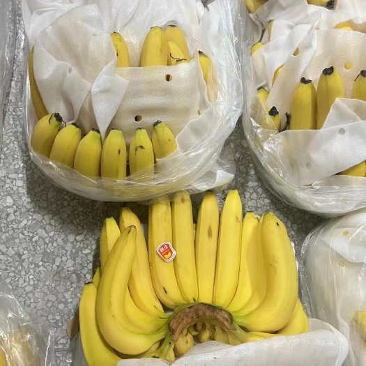上海香蕉