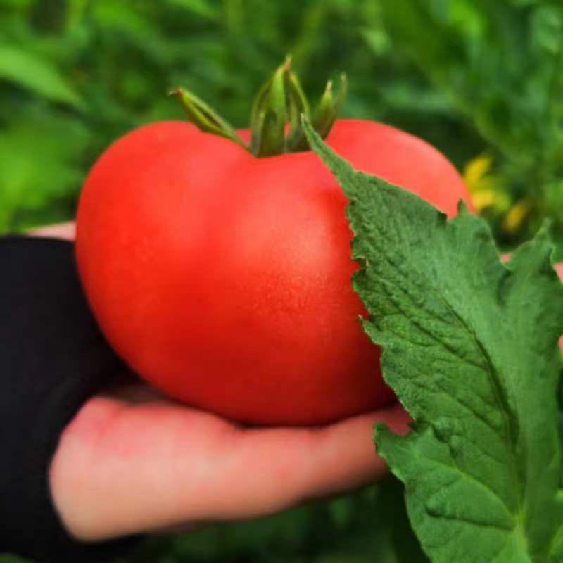 新疆沙瓤西红柿新鲜自然熟普罗旺斯现摘现发可生吃水果番茄