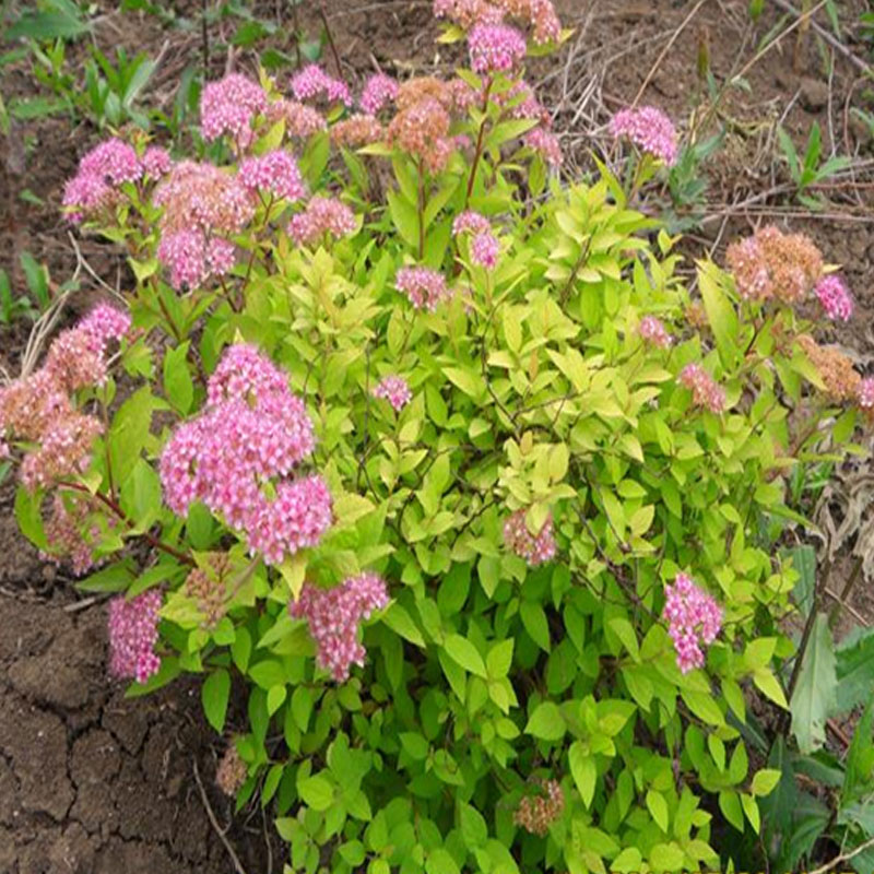 金山绣线菊批发 花朵鲜艳 可作园林观赏植物 庭院绿篱种植