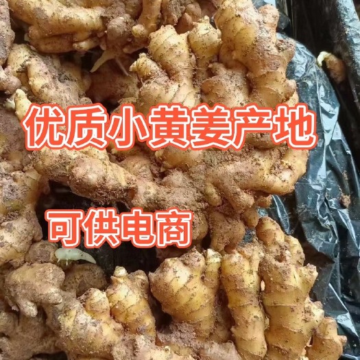 莒县小黄姜，风干姜产地直销货源充足，保质保量，坏烂包赔，