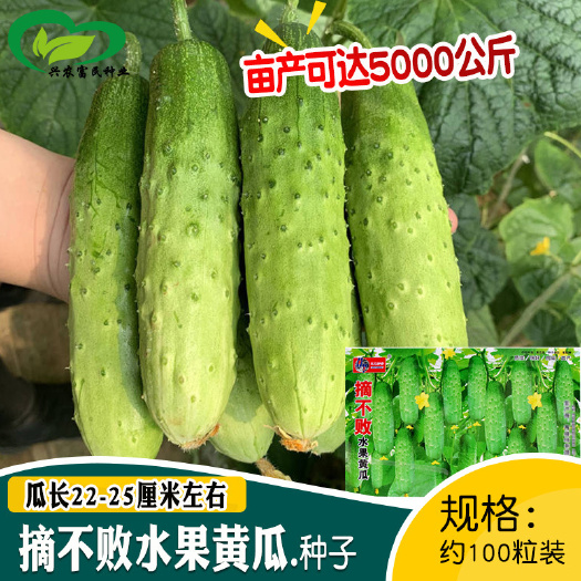 河间市四季摘不败水果黄瓜种子农田菜园短棒肉厚棒棒脆黄瓜蔬菜籽