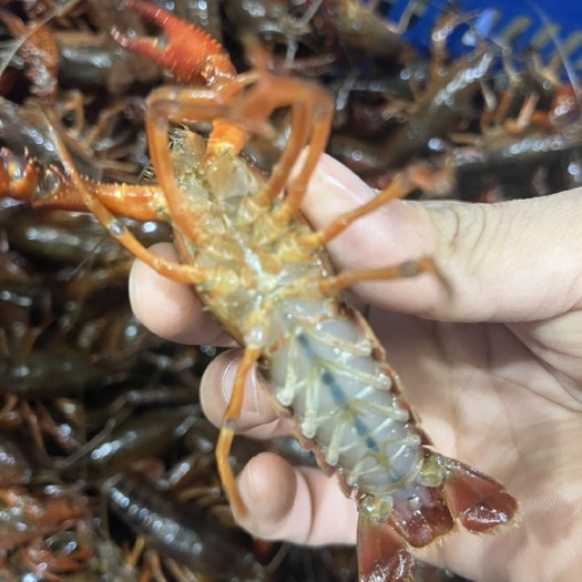 洪湖市湖北洪湖小龙虾小青中青大青中红