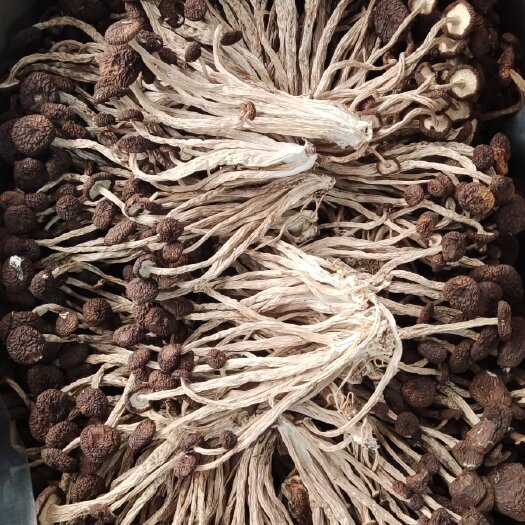 广昌县江西广昌县精品茶树菇 五号菇 通货10斤/件。