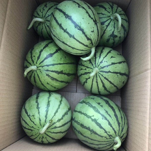 苏州早春红玉小西瓜