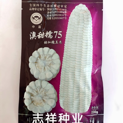 华容县澳甜糯75甜加糯玉米种子国审 特大穗 品质优非转基因鲜食玉米