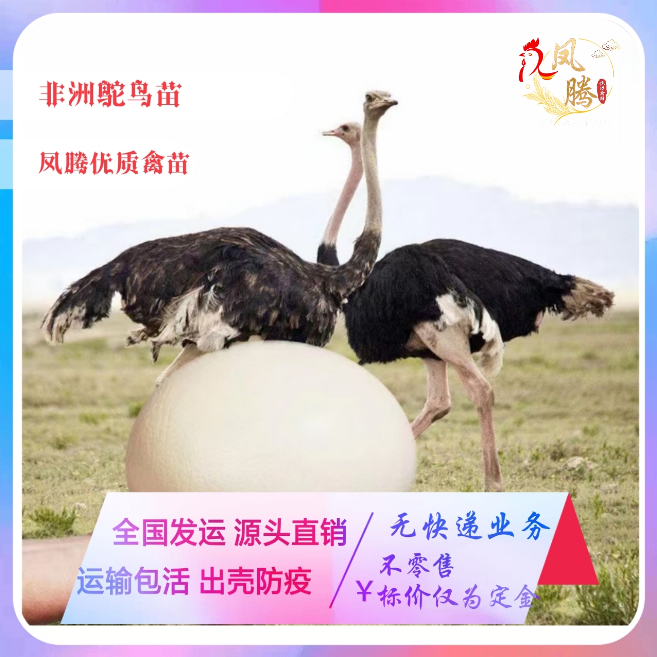 广州鸵鸟苗非洲鸵鸟苗出壳7天苗年可长150斤成活率高生长速度快