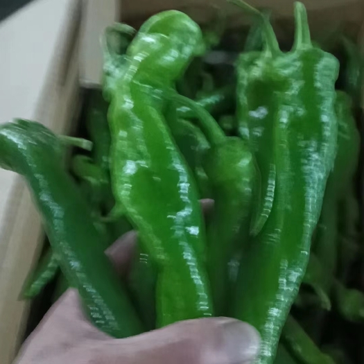 夏县螺丝椒