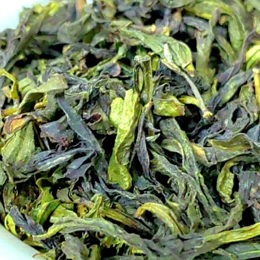 惠来县高山茶潮汕惠来大坪土山茶高山乌龙茶黄旦茶叶新鲜叶清香茶叶1斤