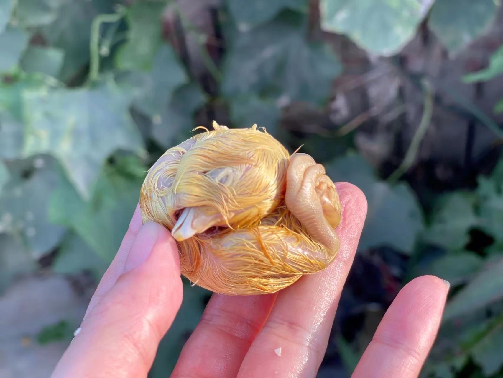 周口活珠子,毛蛋,实蛋