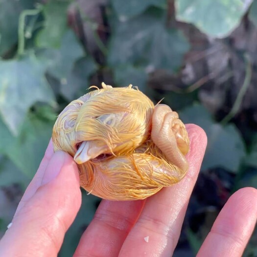 周口活珠子,毛蛋,实蛋