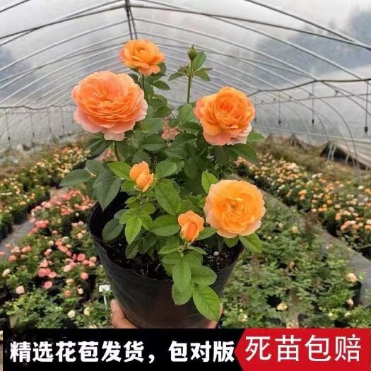 沭阳县月季 灌木品种 阳台盆栽 庭院地栽花卉 四季开花 扦插小